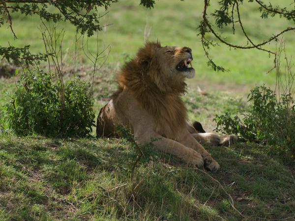 <h3><a href="/trips/tanzania/biota/animalia/chordata/mammalia/carnivora/felidae/panthera leo/panthera leo-nl.html">Panthera&nbsp;leo</a> / Lion / Leeuw</h3>OM-1 Mark II met OLYMPUS M.150-400mm F4.5 TC, 1/2000 sec  bij F5.6, ISO 1000, afstand 63.7&nbsp;m